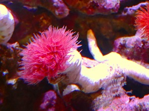 [ coral ] hard tube ( very thick *RED)( individual sale )(. length ±17cm) No.3( organism )