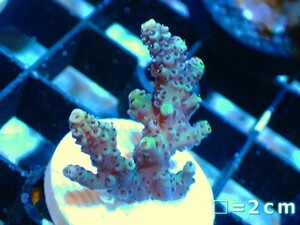 [Coral] Flag Midorii sp.