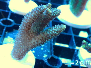 [ coral ]f rug green isisp.( individual sale )No.32( organism )