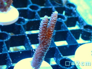 [ coral ]f rug green isisp.( individual sale )No.35( organism )