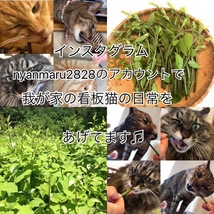 ☆即決！☆またたび乾燥木２０本☆信州産♪☆マタタビ☆完全無農薬☆☆_画像2