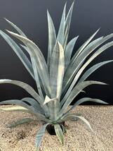 Agave americana v. oaxacensis アガベ　アメリカーナ　オアハカセンシス　美株　特大株　_画像5