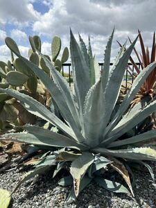 Agave americana sp アガベ　アメリカーナ　美株　6