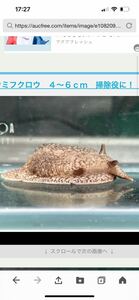 ウミフクロウ　６～８ｃｍ　掃除役に！　5匹