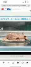 ウミフクロウ　６～８ｃｍ　掃除役に！　１匹_画像1