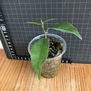 【観葉植物】ベンジャミン抜苗