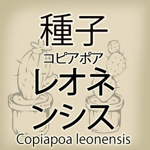 【輸入種子】コピアポア・レオネンシス Copiapoa leonensis (種111-18)