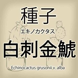 【輸入種子】エキノカクタス・白刺金鯱 Echinocactus grusonii v alba クロエンレイニア Kroenleinia サボテン 多肉植物(種111-23)