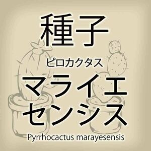 【輸入種子】ピロカクタス・マライエセンシス Pyrrhocactus marayesensis エリオシケ Eriosyce サボテン 多肉植物(種111-66)
