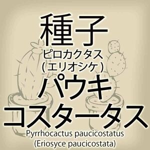 【輸入種子】ピロカクタス・パウキコスタータス Pyrrhocactus paucicostatus エリオシケ Eriosyce サボテン 多肉植物(種111-67)