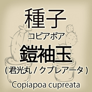 【輸入種子】コピアポア・クプレアータ(鎧袖玉/君光丸) Copiapoa cupreata (種111-15)