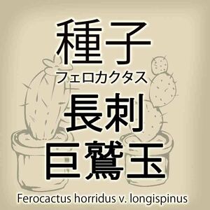【輸入種子】フェロカクタス・長刺巨鷲玉 Ferocactus horridus v. longispinus サボテン 多肉植物(種111-33)