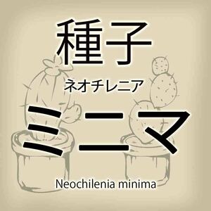 【輸入種子】ネオチレニア・ミニマ Neochilenia minima エリオシケ Eriosyce サボテン 多肉植物(種111-43)