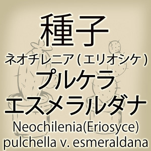 【輸入種子】ネオチレニア・プルケラ・エスメラルダナ Neochilenia pulchella v. esmeraldana エリオシケ Eriosyce サボテン(種111-47)