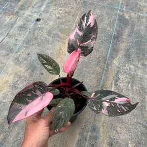 1)【Philodendron Pink princess marble】フィロデンドロン ピンクプリンセス マーブル 5寸鉢