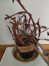 食虫植物　サラセニア　フラバ（flava）　７芽_画像2