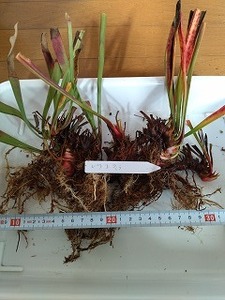 食虫植物　サラセニア　レウコフィラ（leucophlla）　７芽