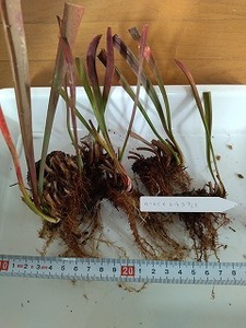 食虫植物　サラセニア　ムーレイ×レウコフィラ（moorei×leucophylla）　７芽