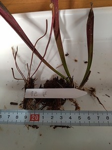食虫植物　サラセニア　アデスガタ（艶姿）　２芽
