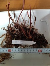 サラセニア　アラタレッドスロート×ルブラアラバメンシス（Sarracenia alata f. red throat ×rubra ssp. alabamensis)　６芽_画像1