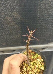 2/19 (2)フォークイエリア　Fouquieria splendens subsp. campanulata 輸入種子実生　7.5cm鉢　注記。パキポディウム『エムズプランツ』