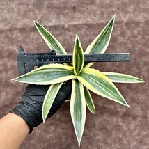 【Lj_plants】54 アガベ　アメリカーナ　斑入り 綺麗株 美株_画像10