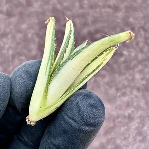 【Lj_plants】91 アガベ チタノタ 黑鯨錦 黄中斑 鮮明錦 限定株 綺麗株 