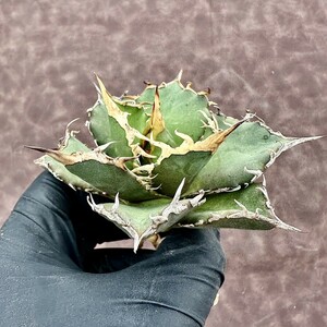 【Lj_plants】95 アガベ　チタノタ ブルドーザー ロウルサンコ 極上強白棘 極上美株 