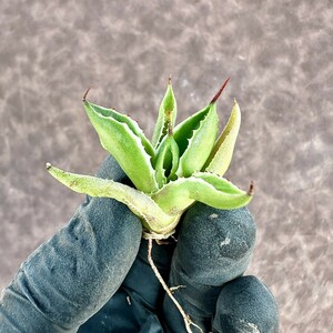 【Lj_plants】51 多肉植物アガベ　ポタトラム　モンスト　キュービック錦 白覆輪斑 季節錦ではありません 【安定斑入、退斑包賠償】