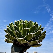 【LJ-PLANTS】89 親株売り 多肉植物 アガベ 超丸葉羽斑笹の雪 覆輪錦 30センチくらい 超大型株 唯一の株 超貴重_画像3