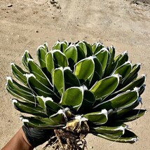 【LJ-PLANTS】89 親株売り 多肉植物 アガベ 超丸葉羽斑笹の雪 覆輪錦 30センチくらい 超大型株 唯一の株 超貴重_画像5