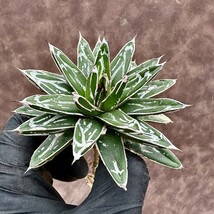 【Lj_plants】61 アガベ 多肉植物 児玉笹の雪 特濃白 極上株 付子株同梱_画像3