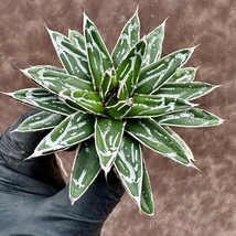 【Lj_plants】61 アガベ 多肉植物 児玉笹の雪 特濃白 極上株 付子株同梱_画像2