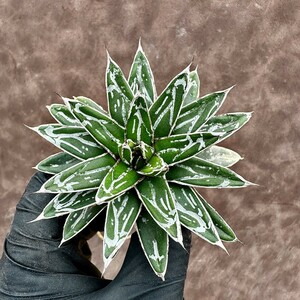 【Lj_plants】61 アガベ 多肉植物 児玉笹の雪 特濃白 極上株 付子株同梱