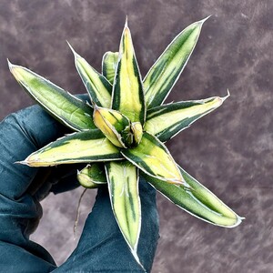 【Lj_plants】82 多肉植物 アガベ　ヴィクトリアレジーナ　サンキング 極上斑入り 綺麗株
