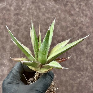 【Lj_plants】Z101 アガベ　パープソラム Agave purpusorum　ブルー 帝釈天 自家播種が好適株 密集背刺株