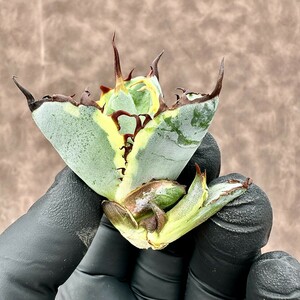 【Lj_plants】Z1 アガベ BB錦 チタノタ ブラックアンドブルー錦 極上斑入り 白覆輪斑 超希少株 綺麗株 双頭株