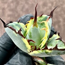 【Lj_plants】Z1 アガベ BB錦 チタノタ ブラックアンドブルー錦 極上斑入り 白覆輪斑 超希少株 綺麗株 双頭株_画像7