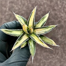 【Lj_plants】Z32 多肉植物 アガベ　ヴィクトリアレジーナ　サンキング 極上斑入り 綺麗株 _画像3