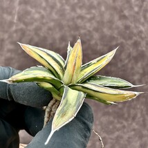 【Lj_plants】Z32 多肉植物 アガベ　ヴィクトリアレジーナ　サンキング 極上斑入り 綺麗株 _画像9