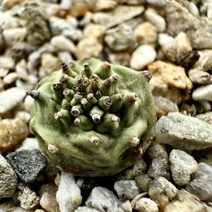 【Lj_plants】Z45 「実生」ユーフォルビア グロブリカウリス/Euphorbia globulicaulis 厳選株 塊根植物 希少株