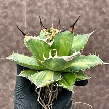 【Lj_plants】Z4 アガベ チタノタ 厳龍錦 極上縞斑 明黄斑 綺麗株 大株_画像6