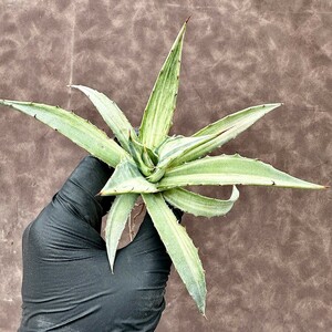 【Lj_plants】Z12 アガベ スノ-デビル 極上斑です Agave deserti v. simplex variegata Snow Devil 極上美株