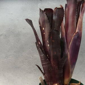 【雀草】Billbergia ‘Aubergine’ /ビルベルギア