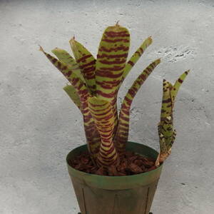 【雀草】Neoregelia 'Black Hole'＃7 /ネオレゲリア/ミニ