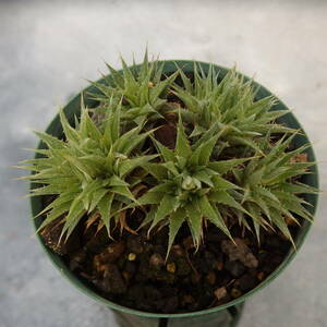 【雀草】Deuterocohnia brevifolia ssp. chlorantha/デウテロコニア＃12