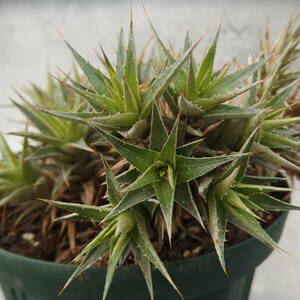 【雀草】Deuterocohnia lotteae/デウテロコニア＃23