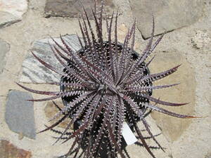 ★Spring sale★Dyckia ‘Briar Patch’ Bryan Chan hybrid