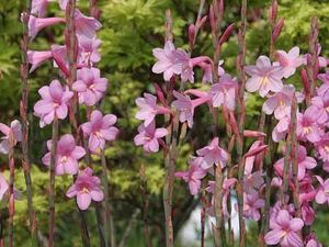 Watsonia 球根15球　整然と並んで咲くワトソニア　球根　ピンク　耐寒性有り