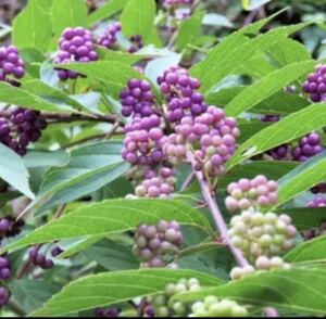 コムラサキ　花苗　山野草